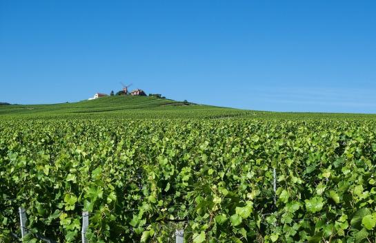 Vineyards around Reims