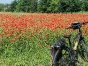 champs de tulipes sur la Loire à vélo