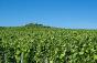 Vineyards around Reims