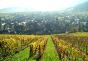 Alsatian vineyards on hillsides