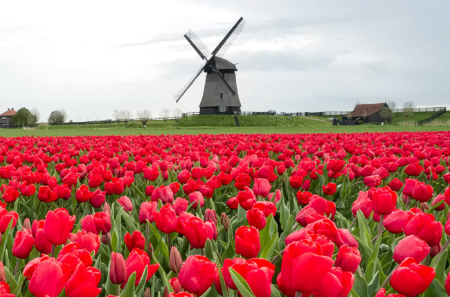 Tulips and cheese tour in bike and boat - Anna Antal