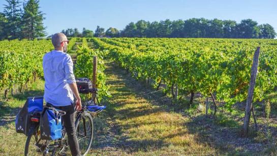 Pause vélo sur les vignobles du Cognac